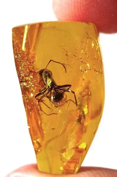 سنگ مورچه دار